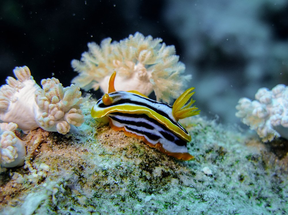 Photograph by Олег Милеев (Каминцев)