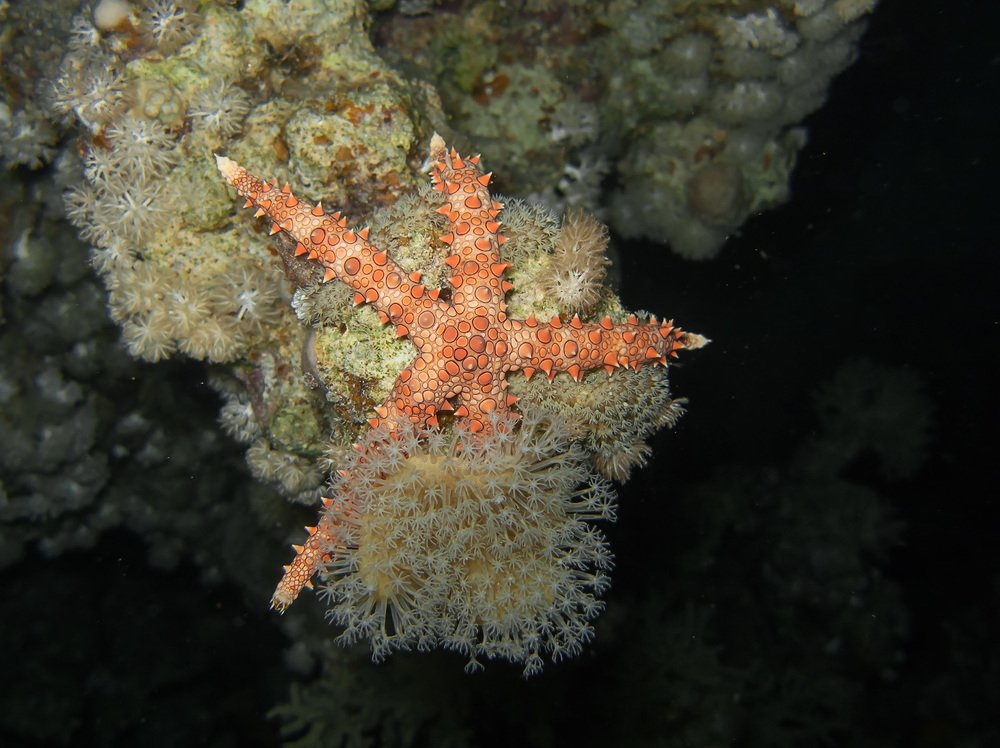 Photograph by Олег Милеев (Каминцев)