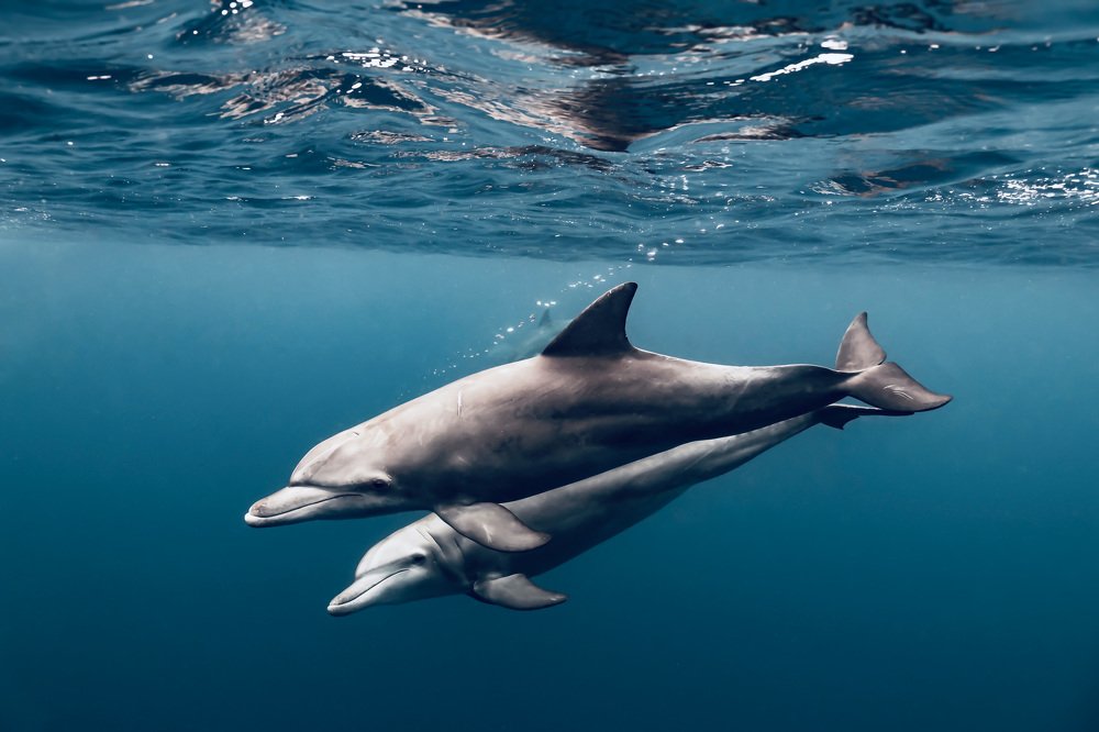 Photograph by Serge Melesan