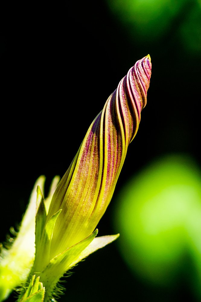 Цветочный бутон