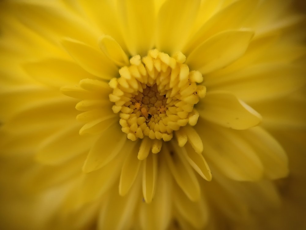 The heart of the flower