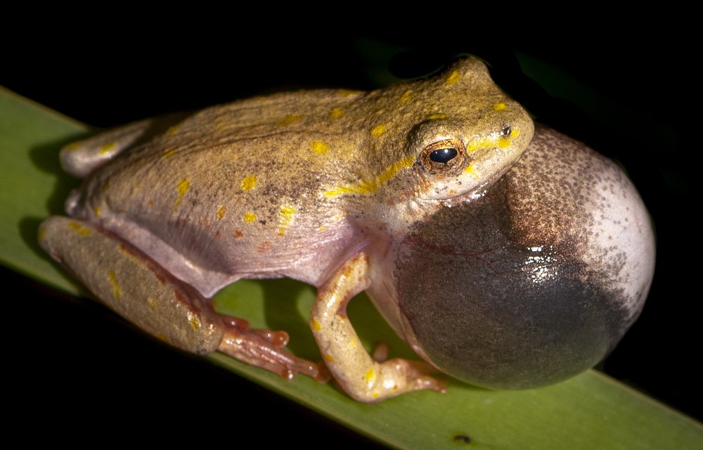 Whistle in the reeds at night