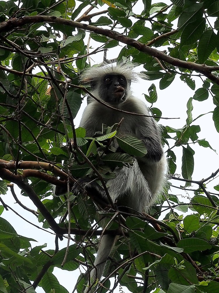 Красный колобус