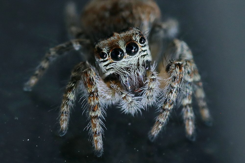 Spider world unveiled