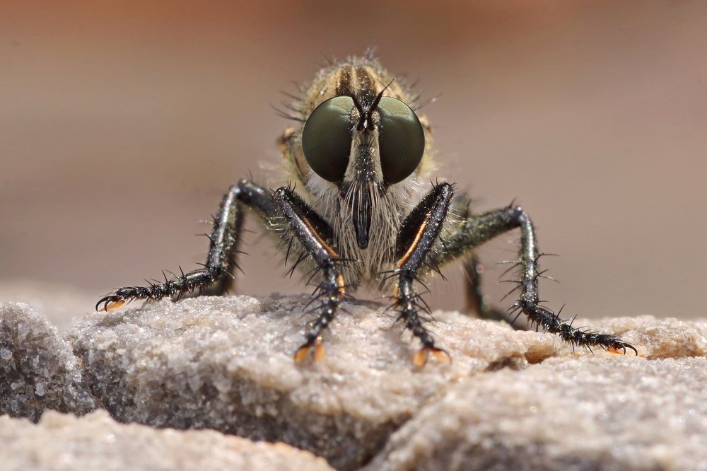 Look at me in the eyes