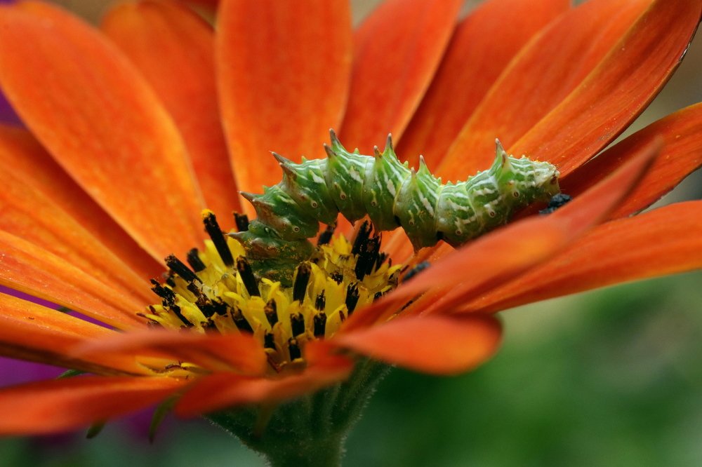 Photograph by Takis Bananis