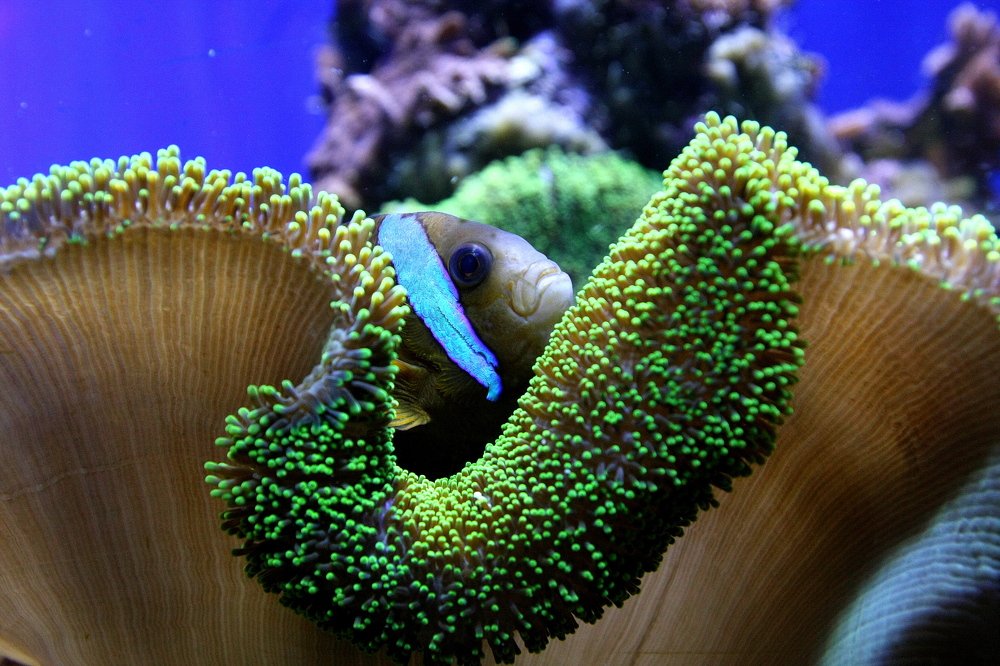 Photograph by Takis Bananis