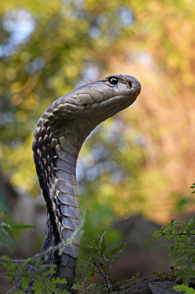 Photograph by Yuwaraj Gurjar