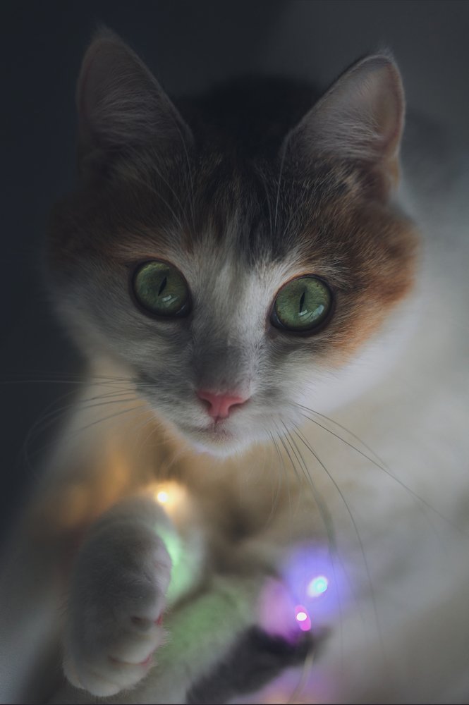 Photograph by Светлана Алексеева