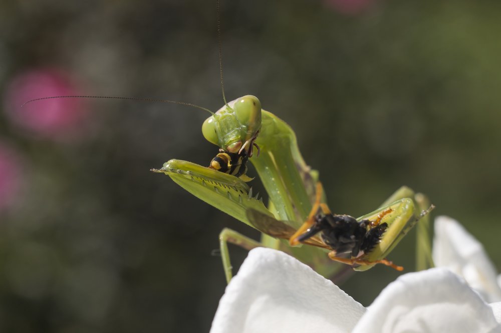 Photograph by Дина Горбачёва
