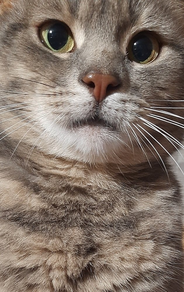 Кот Аркадий