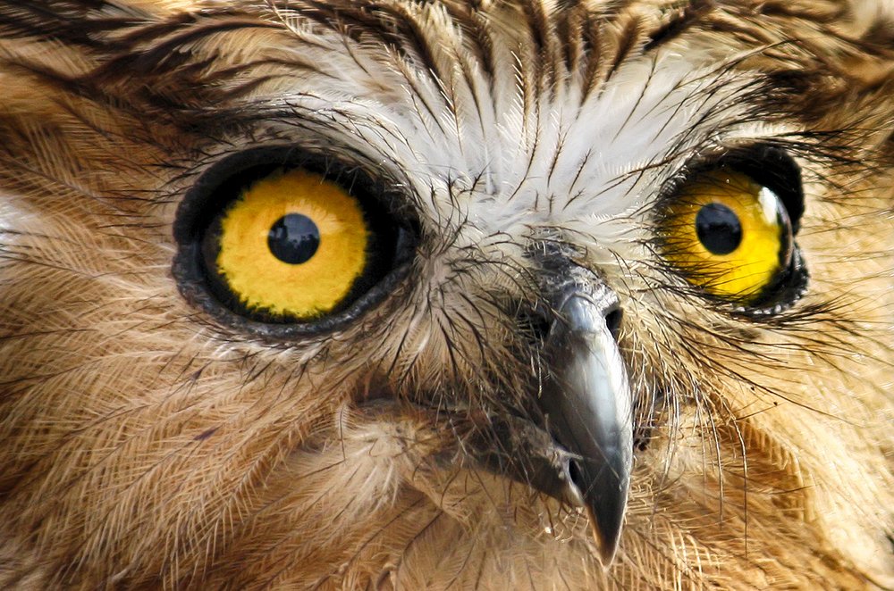 Фотография автора Anil Prabhakar