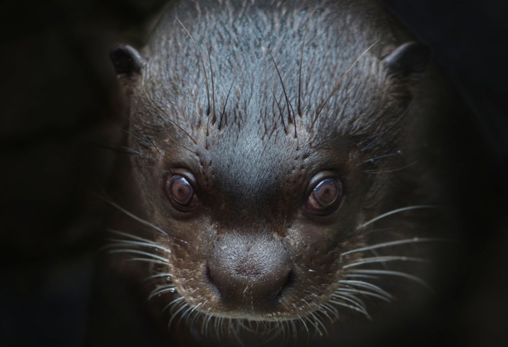 Photograph by Светлана Алексеева