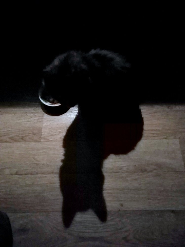 КОТО-ТЕНЬ