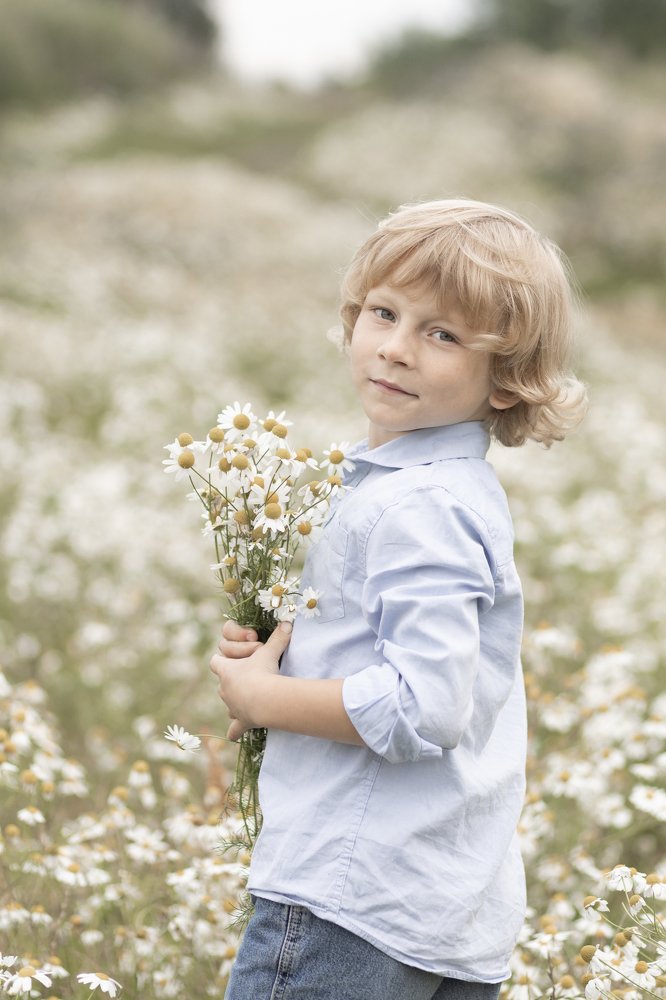 поля ромашек