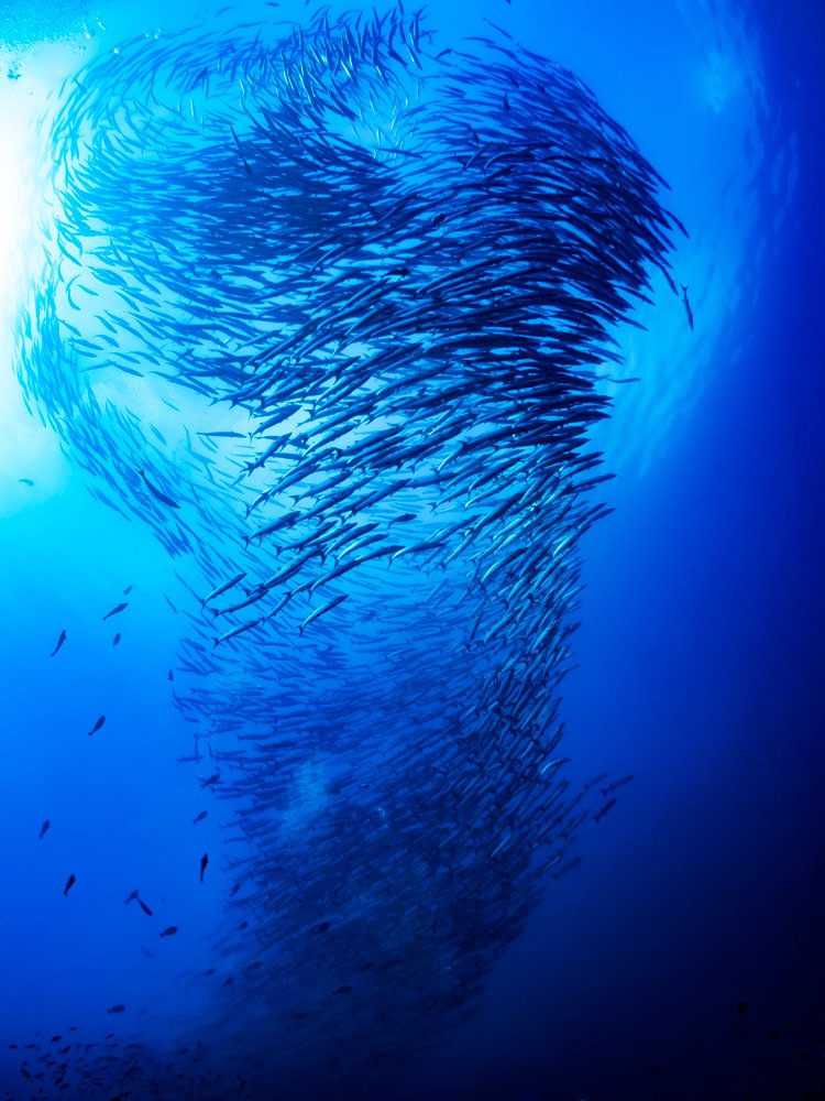 Photograph by Juan Murillo