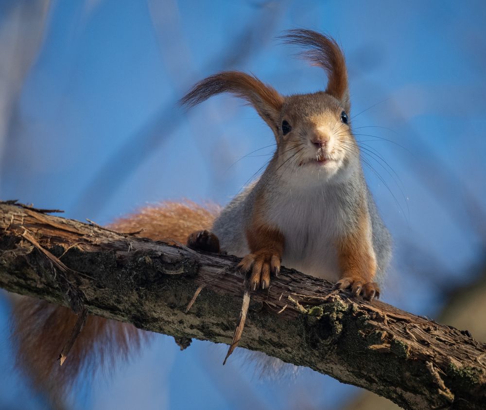 Этюды с белкой в новой шубке