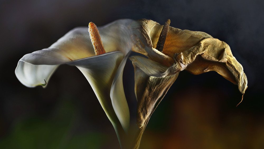 Photograph by Eduardo Modolo