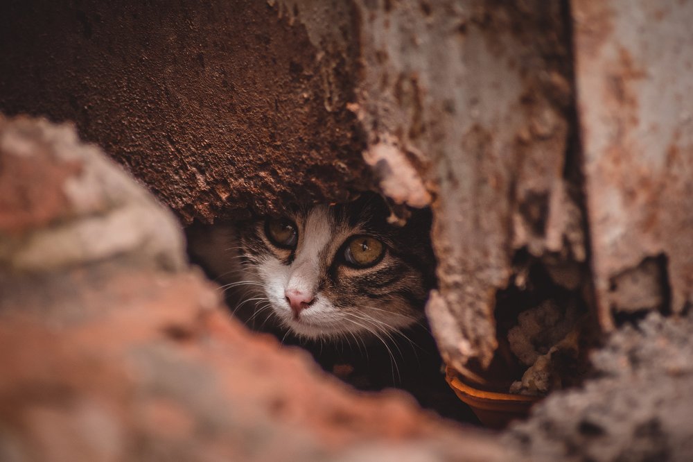 Photograph by Алексей Павленко