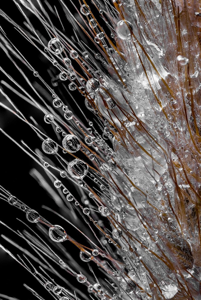 The beauty of water droplets