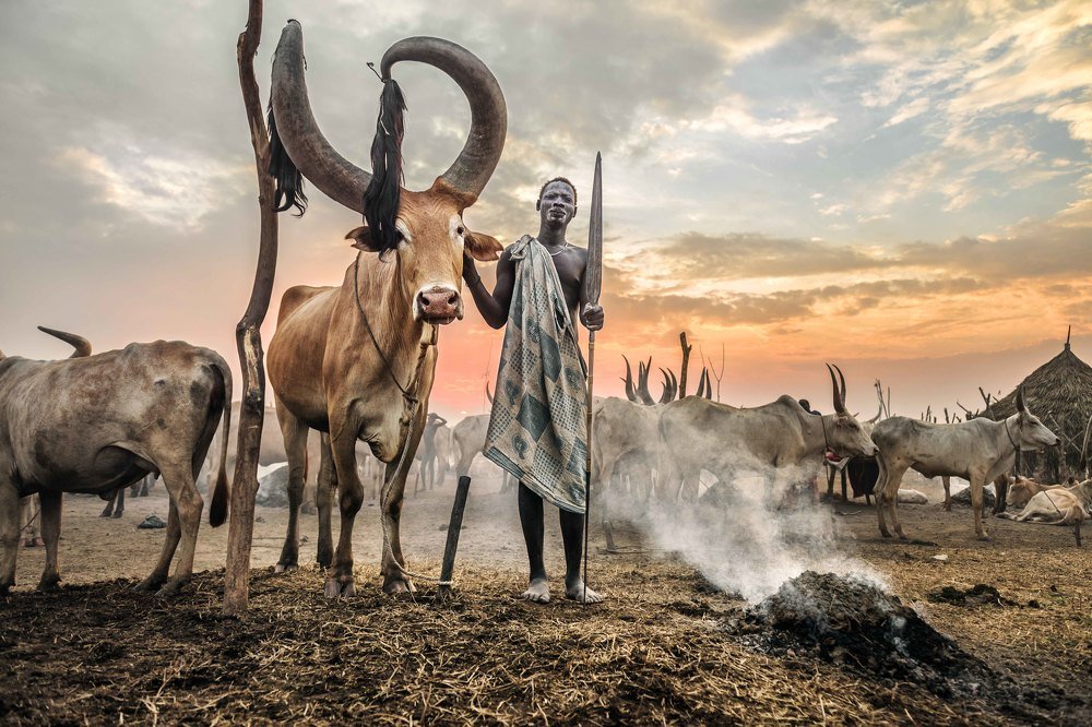 The King of the Cattle