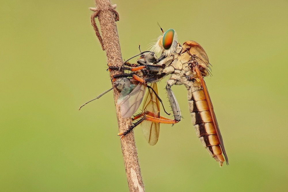 Photograph by Rafiq Art