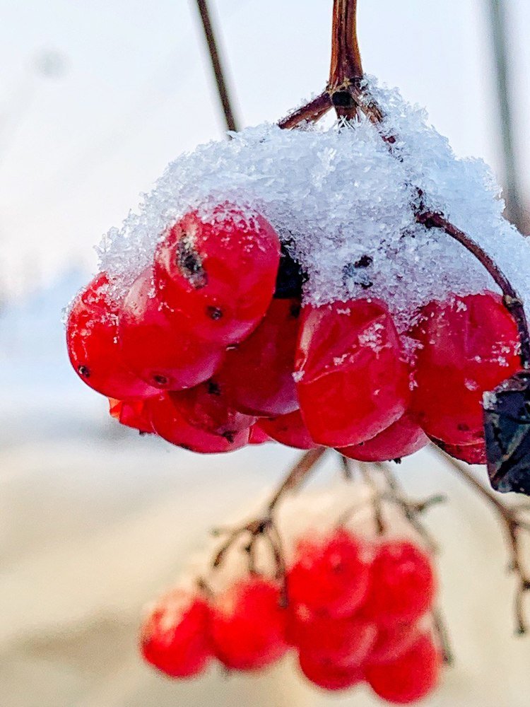 Калина красная