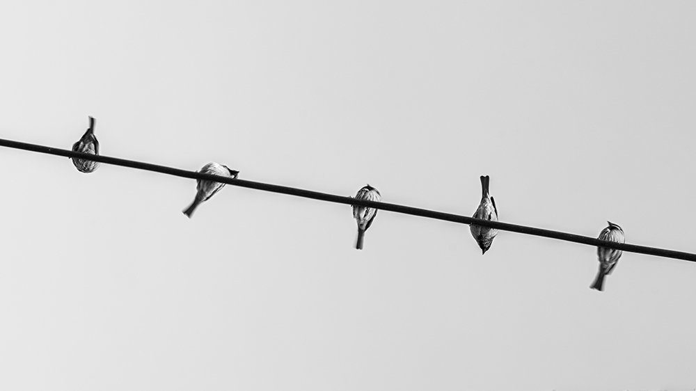 Photograph by Amir Ramezani