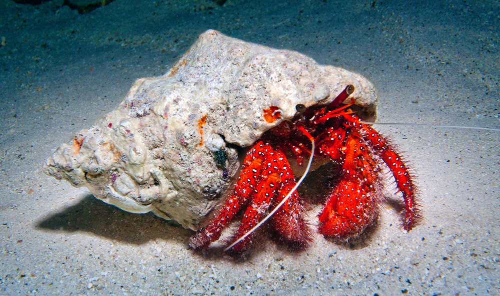 Фотография автора Павел Жигалов