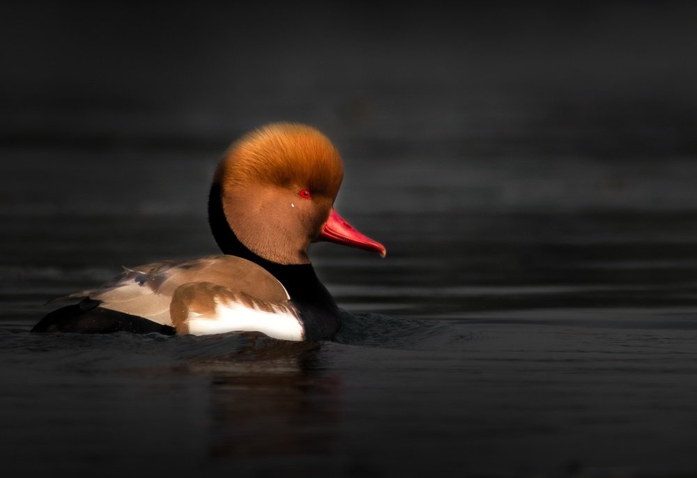 Photograph by Debarshee Mukherjee