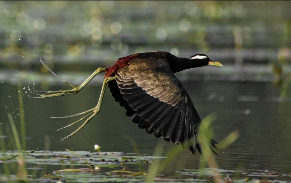 Photograph by Debarshee Mukherjee