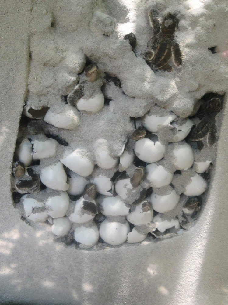 Новорожденные