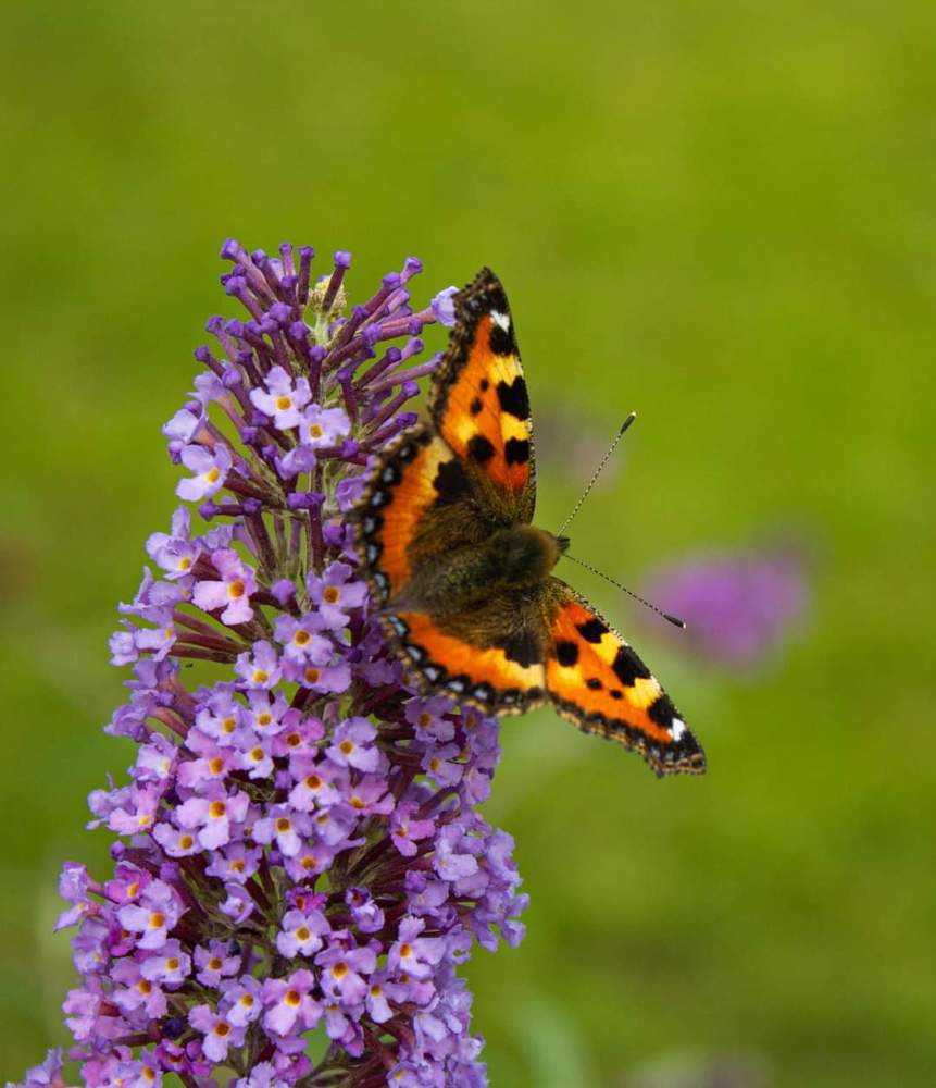 Крапивница 2020