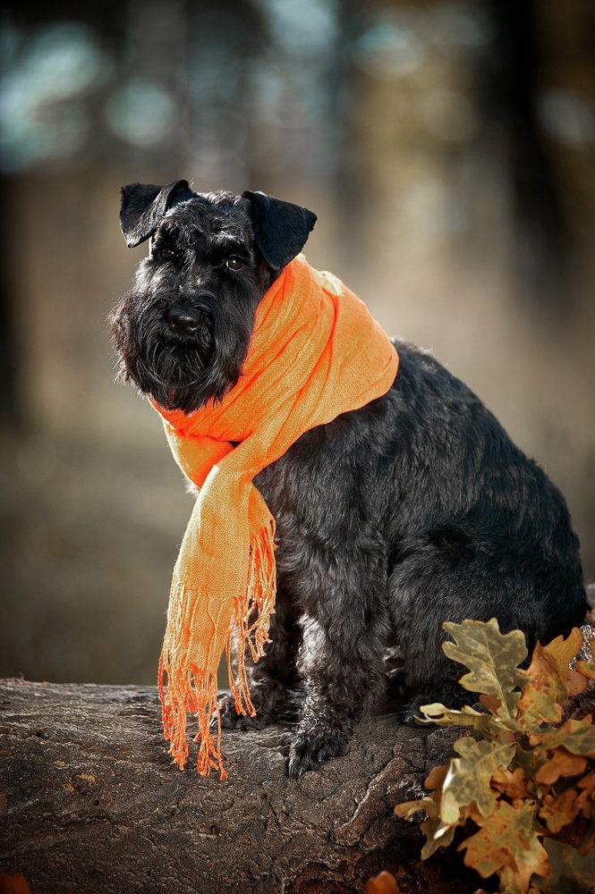 Фотография автора Дарина Матасова