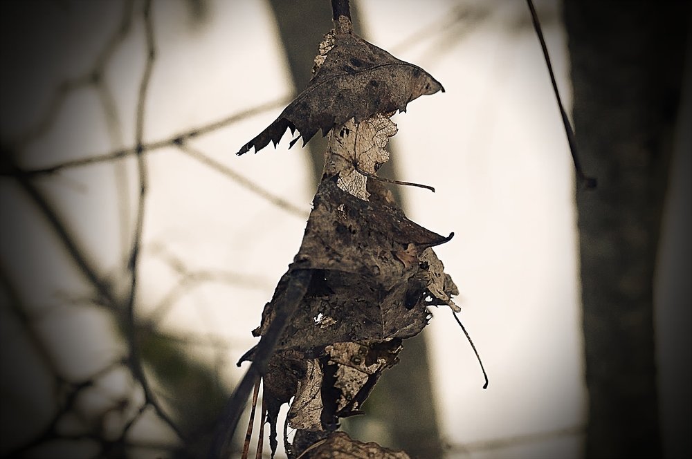 Долгожитель.