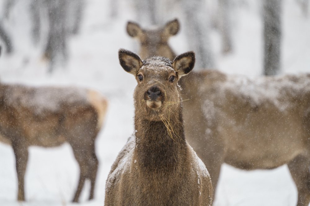 Photograph by Игорь Травкин