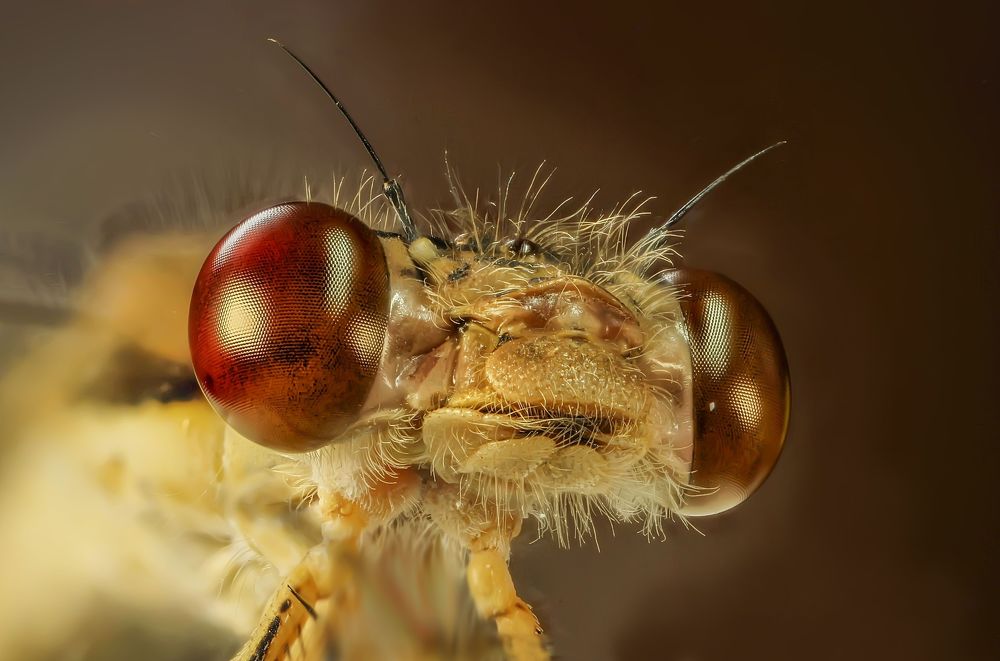 Photograph by Сергей Прокофьев