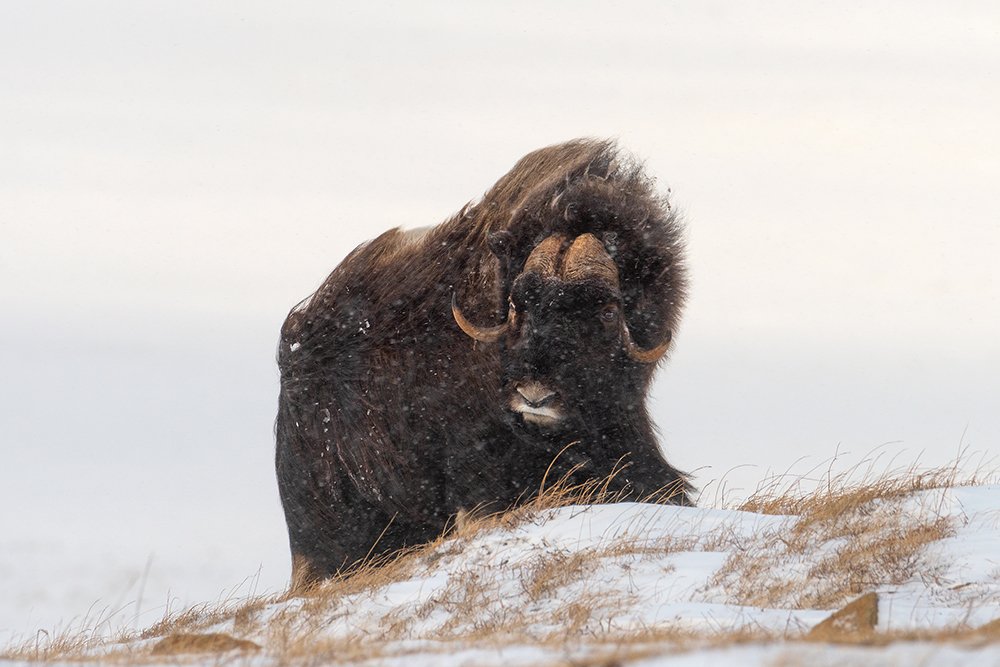 Photograph by Моисеева Надежда