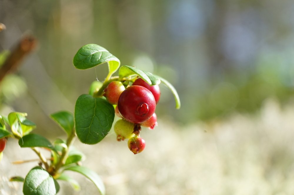 Photograph by Алексей Прохоров