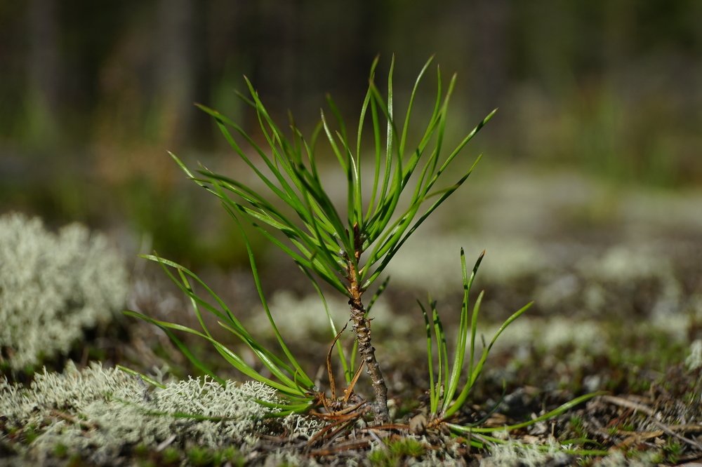 Photograph by Алексей Прохоров