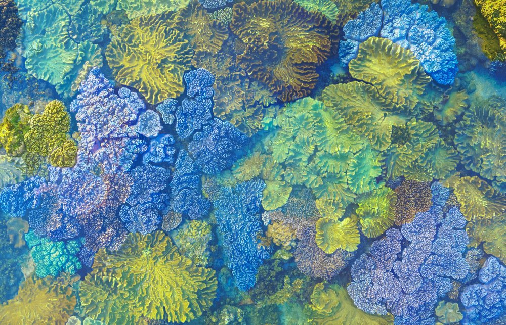 Coral Reef