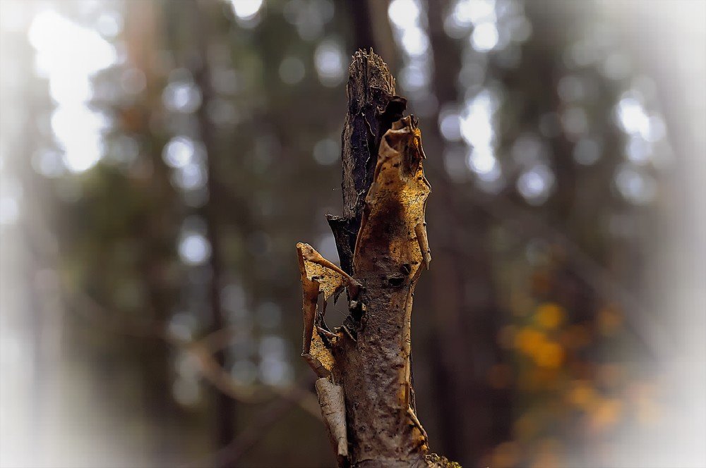 Королева осени.