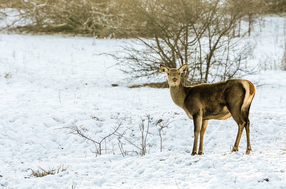 Photograph by Рузаев Дмитрий