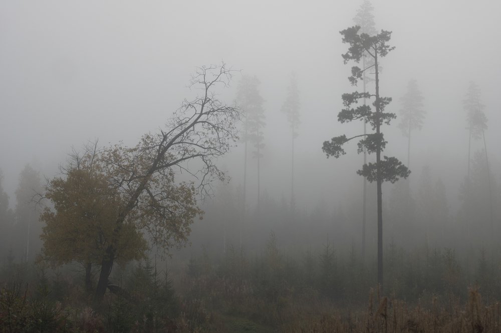 Утро туманное