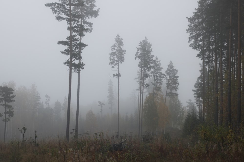 Утро туманное