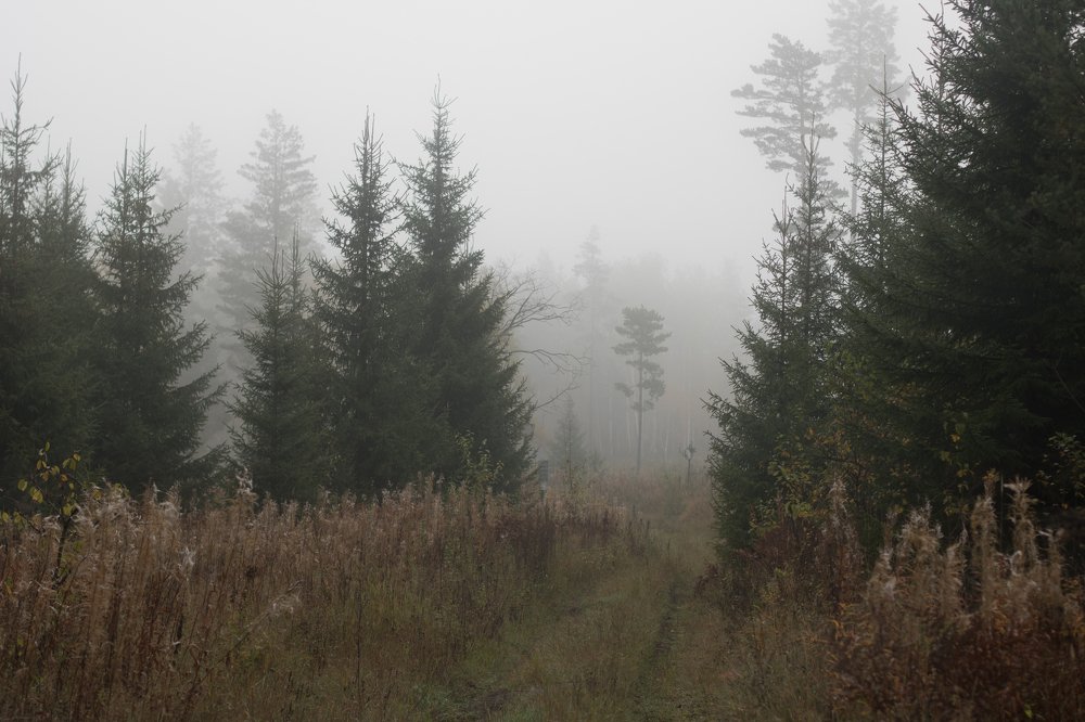 Утро туманное