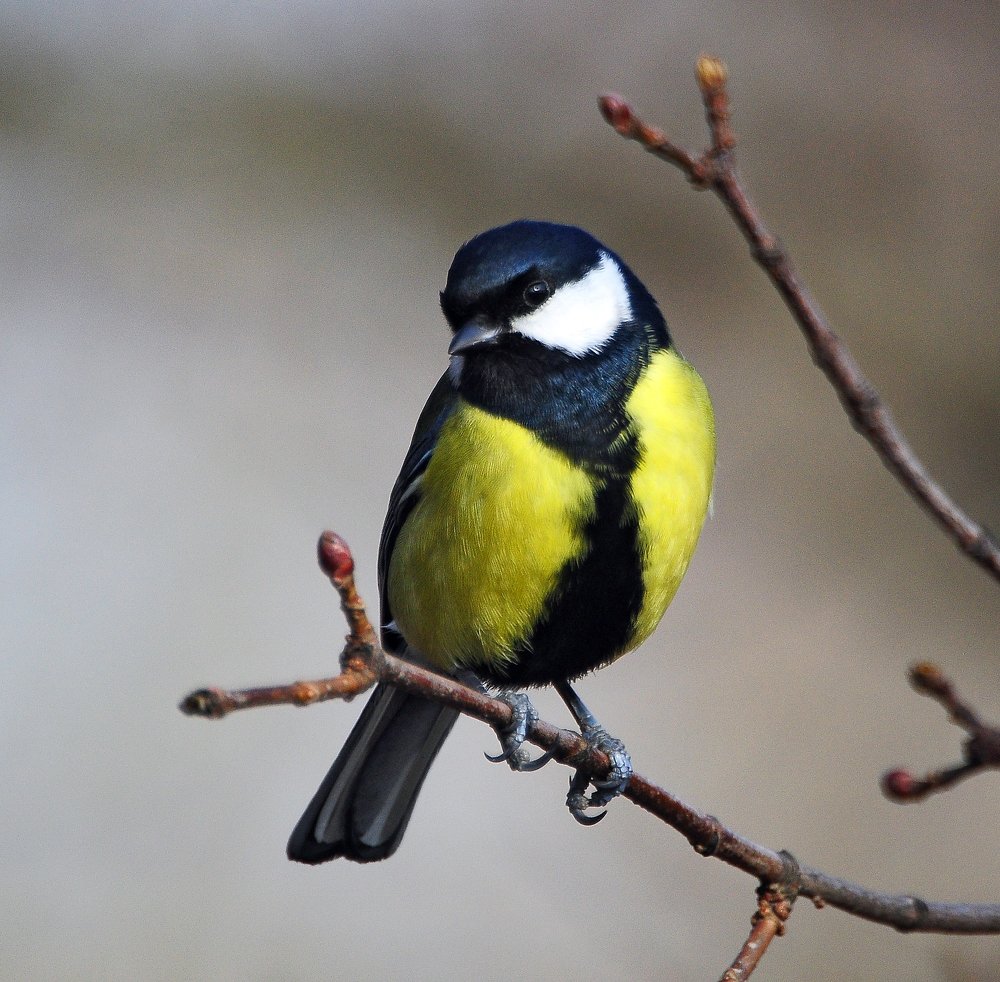 Фотография автора Антип