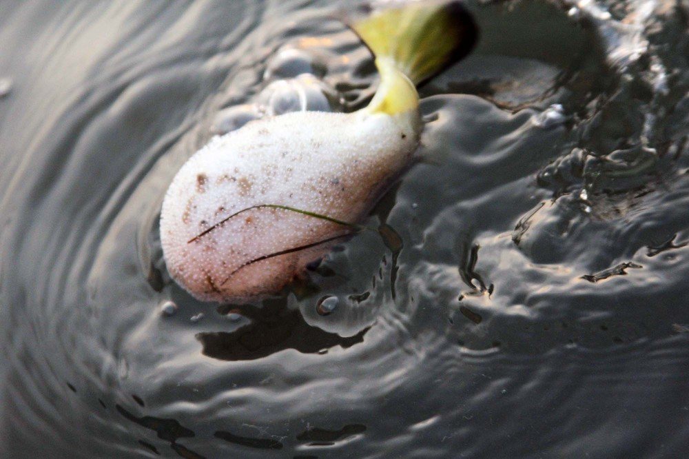 Photograph by Shreeharan Rajasingham