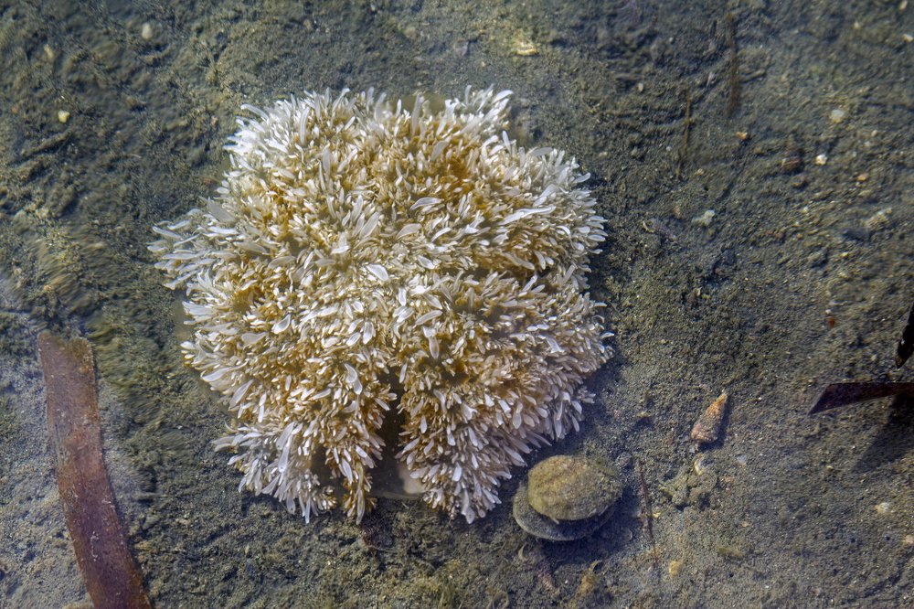 Photograph by Shreeharan Rajasingham