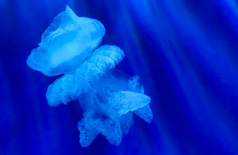 Танец под водой